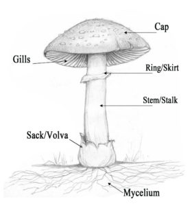 A simple diagram from http://www.yellowelanor.com/mushroom-identification-basics/