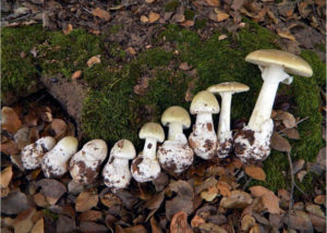 The death cap, Amanita phalloides, from button stage to full sized fruiting body. Photo credit to Justin Pierce on Mushroom Observer!