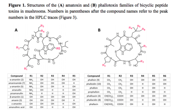 Amatoxins and Phallotoxins, from Sgambelluri et al 2014